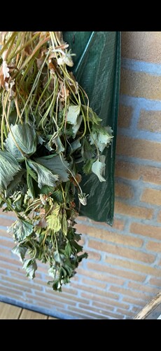 IMG_6373