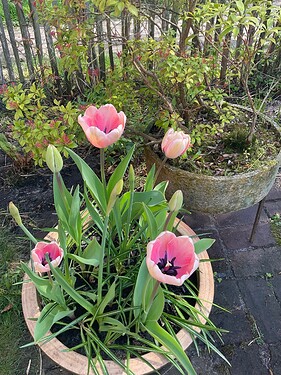 IMG_0595