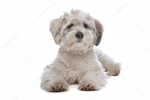 depositphotos_5574407-stock-photo-boomer-mixed-breed-dog