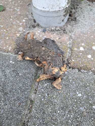 IMG-20250314-WA0003