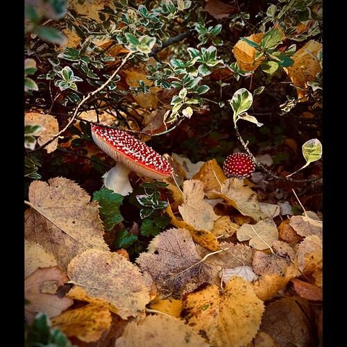 Whitagram-Image