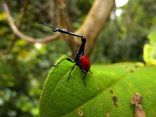 Giraffe_Weevil,_Andasibe,_Madagascar