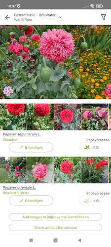 Screenshot_2025-05-24-10-07-04-942_org.plantnet