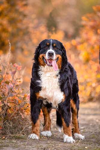bernese-mountain-dog-5763415_1280