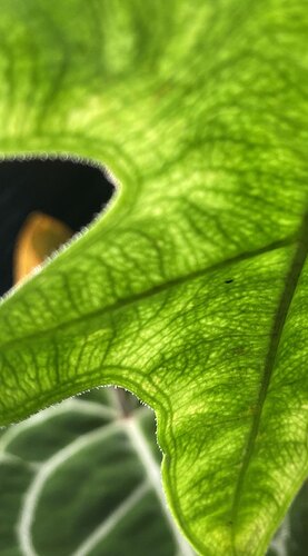 plant2