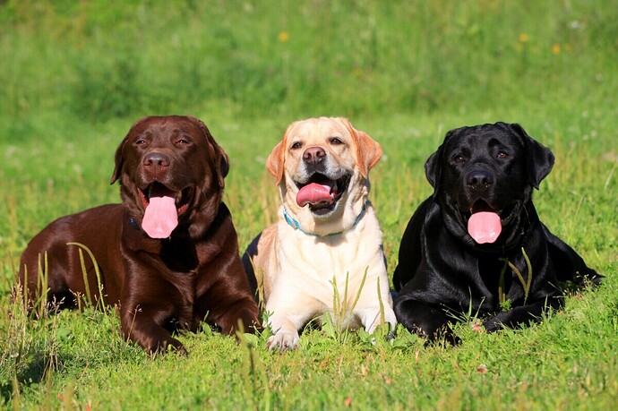 labrador_assurance_santevet