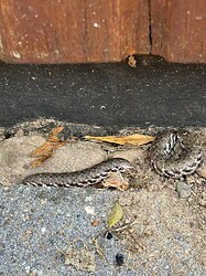 IMG_5345