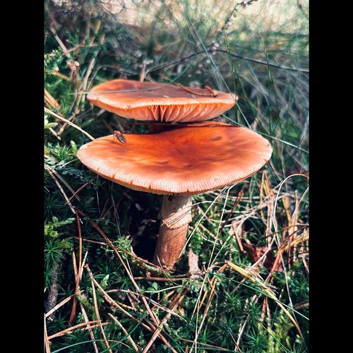 Whitagram-Image