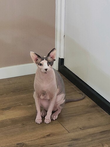 Afbeelding van WhatsApp op 2025-07-01 om 14.57.55_426234d0