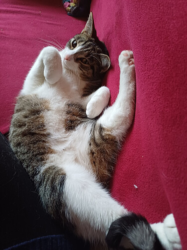sookie