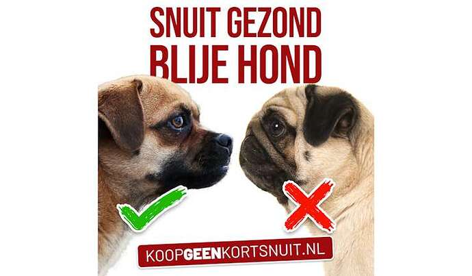 kortsnuitcampagne24-snuit-gezond-blije-hond
