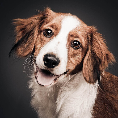 Honden-portret-bj-Shoots-and-More