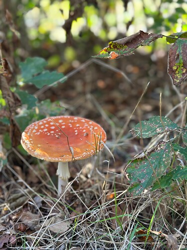 IMG_3090