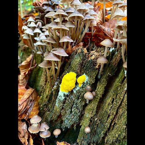 Whitagram-Image