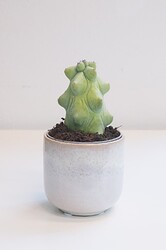 myrtillocactus-geometrizans-fukurokuryuzinboku-boobiecactus-bladgoud-2