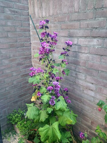 IMG_20260623_211351797_HDR