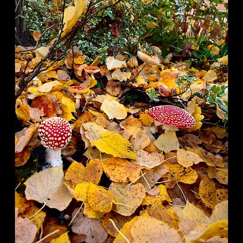 Whitagram-Image