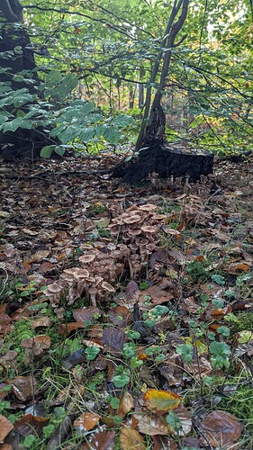 PXL_20251022_102237383