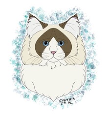 2022-11-24-Ragdoll_Seal_Bicolour_IG