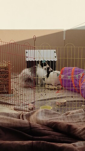 IMG-20221209-WA0002