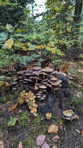 PXL_20241020_110136580