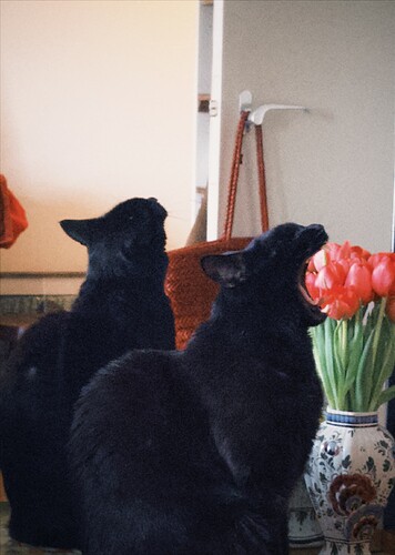 fxn 2026-02-03 155115EAC82E15B24E