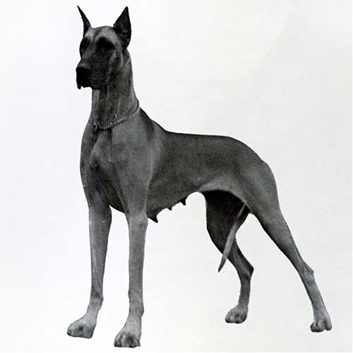 Great-Dane-History-10
