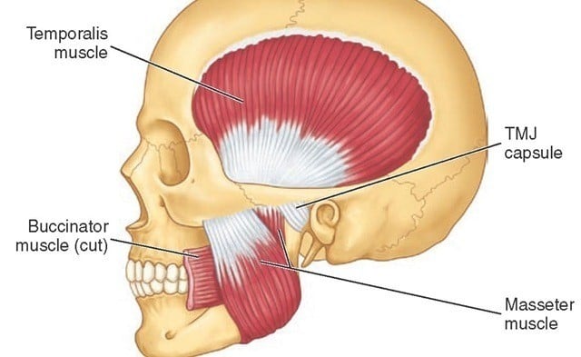 lifespa-image-tmj-masseter-release-technique