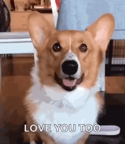 funny-animals-cute