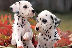 dalmatier