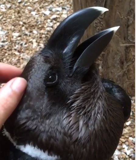 vogel_of_konijn