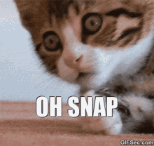 ohoh-cat