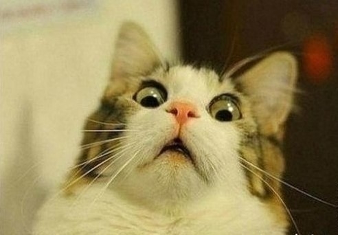 create-meme-scared-2-scared-2-meme-scared-cat