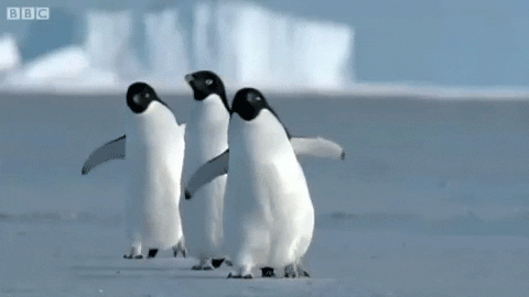 giphy-2