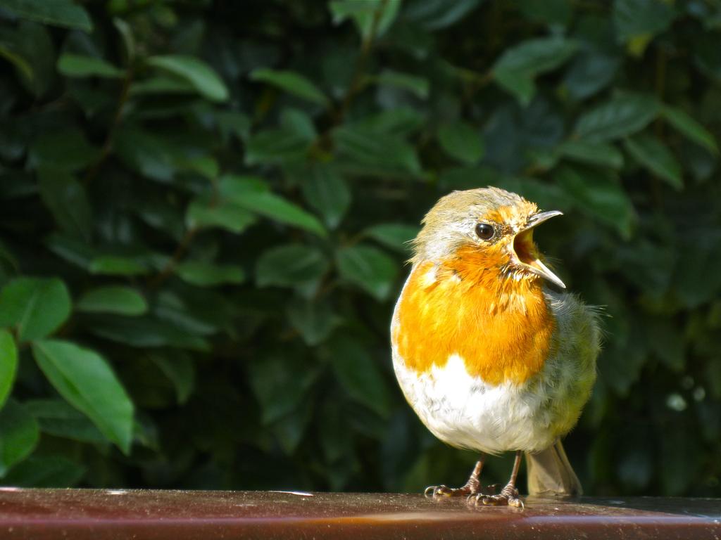 angry_robin_by_kancano_d4m6whs-fullview