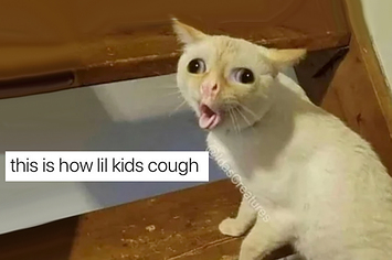 we-need-to-talk-about-this-coughing-cat-meme-beca-2-5784-1544135862-2_big