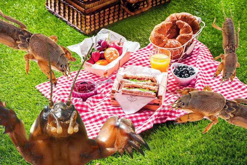 veenmolpicknick