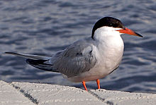 220px-Sterna_hirundo_in_Finland