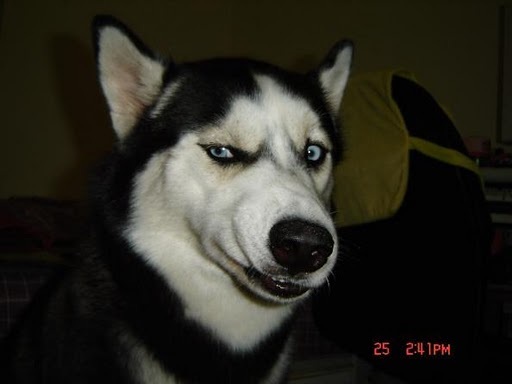 what-dog-dawg-oh-really-12659776114