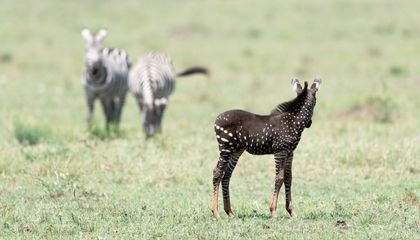 frank_zebra_tira-9