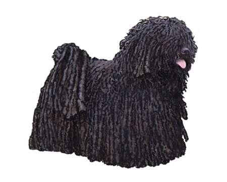 Puli_Color_Small_File