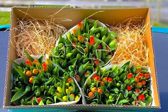 150tulpen_900x