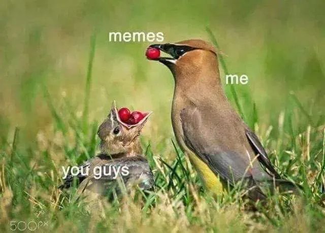 Yous-love-it-though