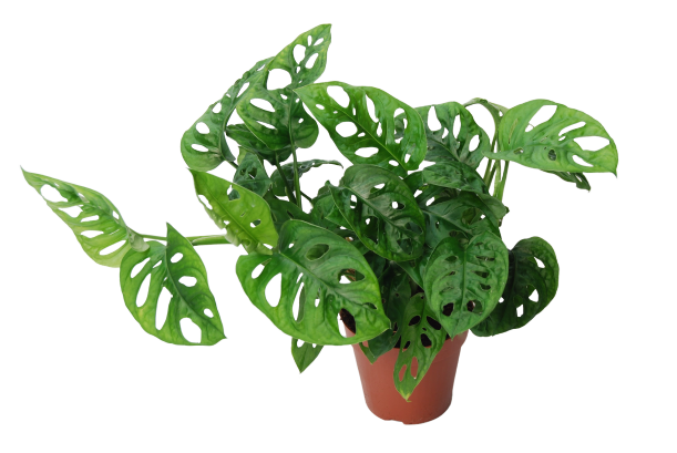 monstera-monkey-mask