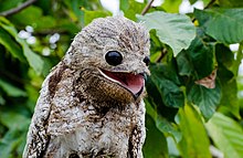 220px-Mãe-da-lua-gigante_(Nyctibius_grandis)