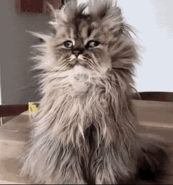 funny-animals-cats