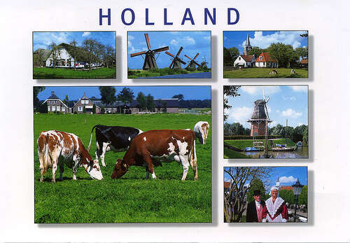 niederlande-kuehe