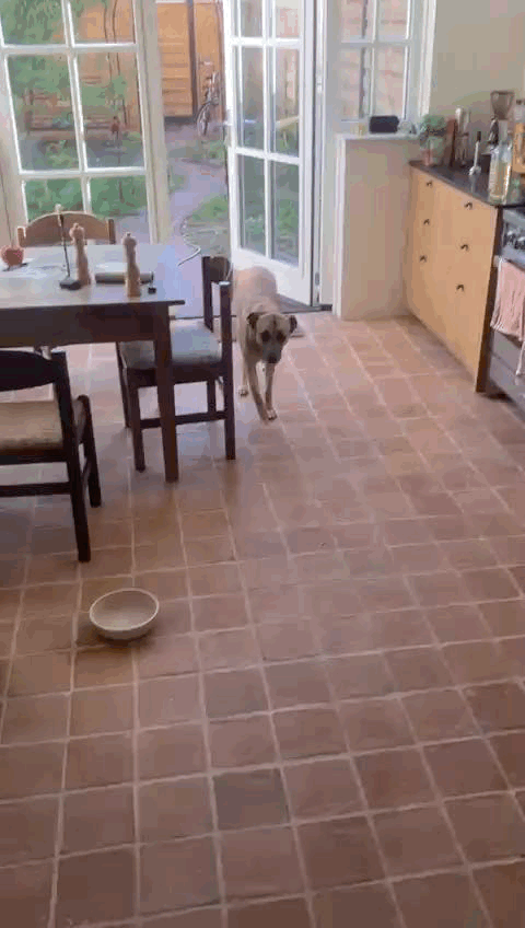 WhatsApp GIF 2024-08-12 at 08.39.43