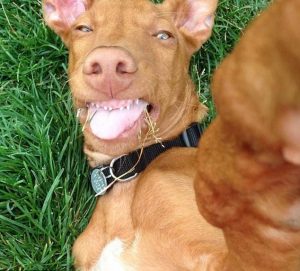 funny-dog-selfie-300x271
